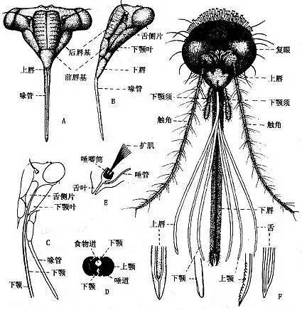 看见蚊子吸血时都是一巴掌拍下去,针会断在肉