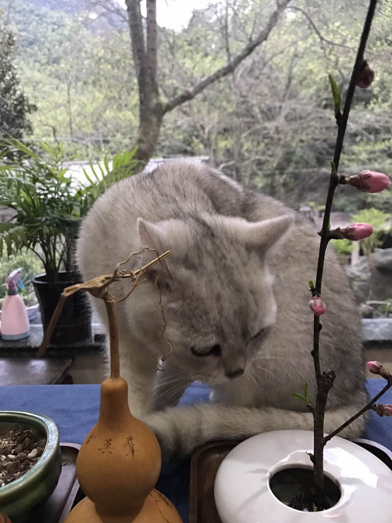 民宿自荐+兰香竹苑
