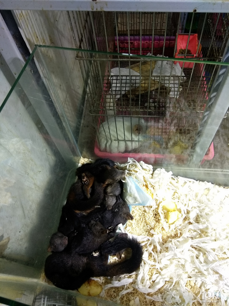 ◆二三年级作文怎么教？晒晒低年级的作文！