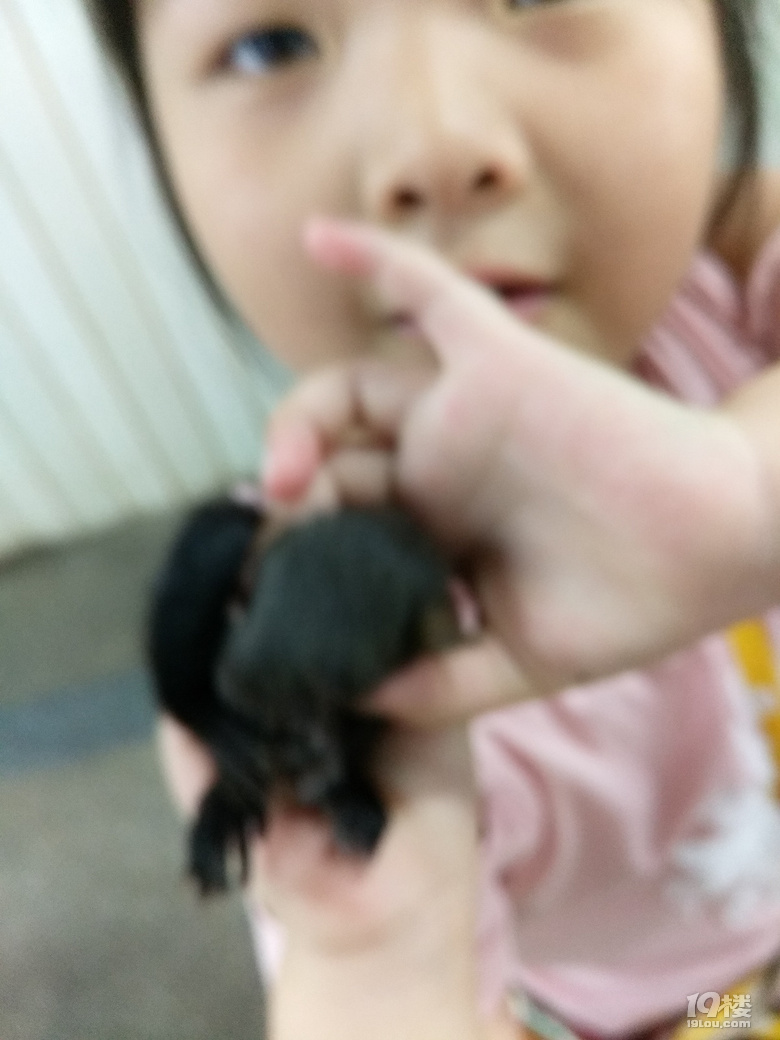 ◆二三年级作文怎么教？晒晒低年级的作文！