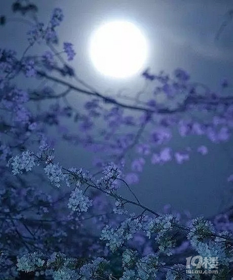 无言独上西楼,月如钩。寂寞梧桐深院锁清