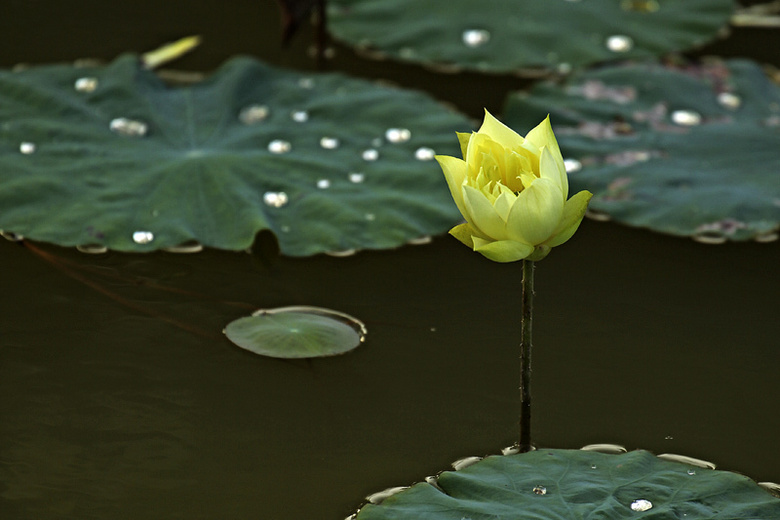 含苞欲放的黄莲花欣赏