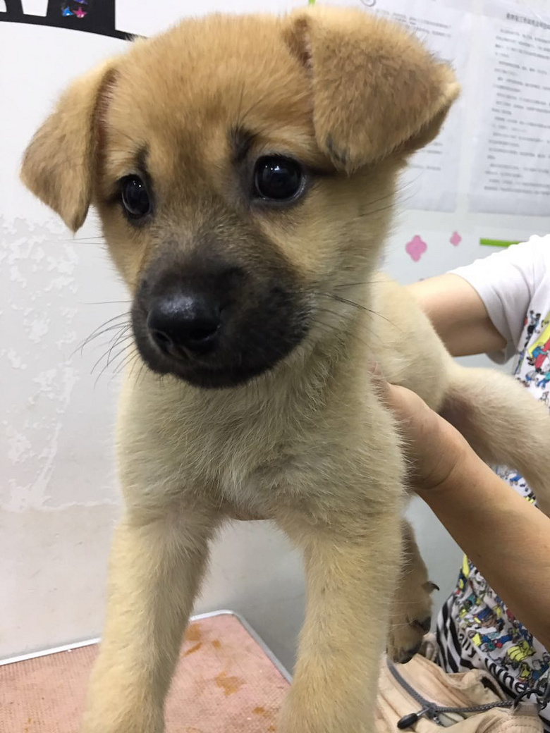 (已领养)聪明健康两个月来福小狗求领养(有图)