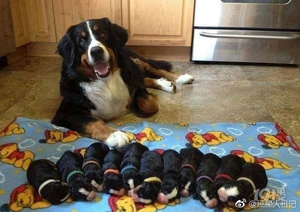 狗爸爸,狗妈妈与他们的幼崽们!萌翻了