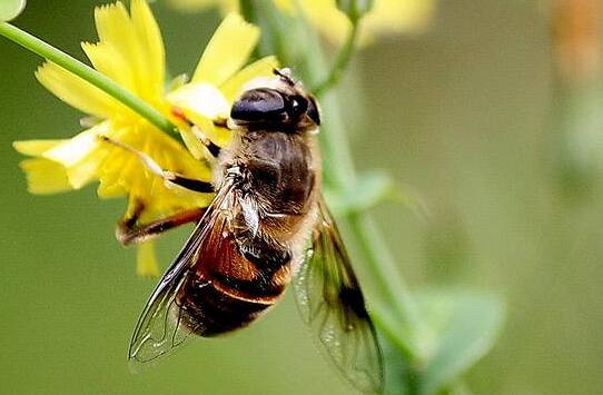 蜂 缘,金毅力牌蜂胶软胶囊_一窝蜂__杭州19楼