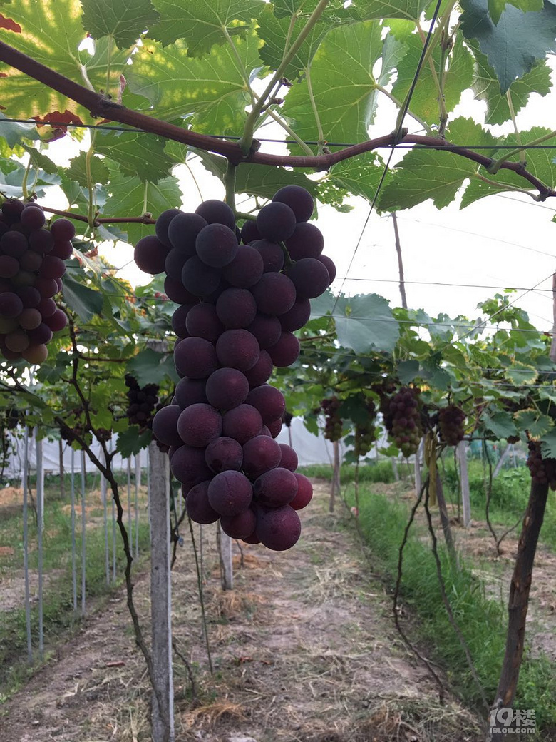 正宗自家浦江沙地葡萄开始预订来啦!