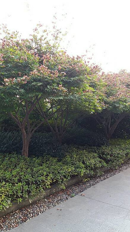 红枫树桂花树枇杷树转让