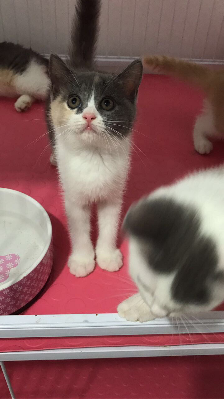 家养猫咪找新家寻找长期饭票_猫咪交易__杭州