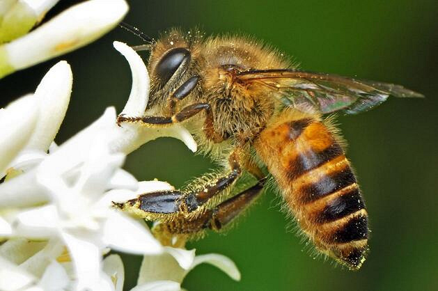金毅力牌蜂胶软胶囊分享:我和鲜花有个约定!_
