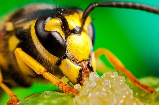 金毅力牌蜂胶软胶囊分享:我和鲜花有个约定!_