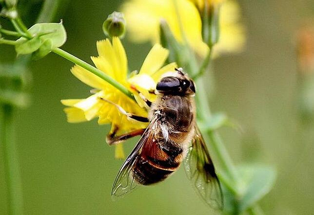 金毅力牌蜂胶软胶囊分享:我和鲜花有个约定!_