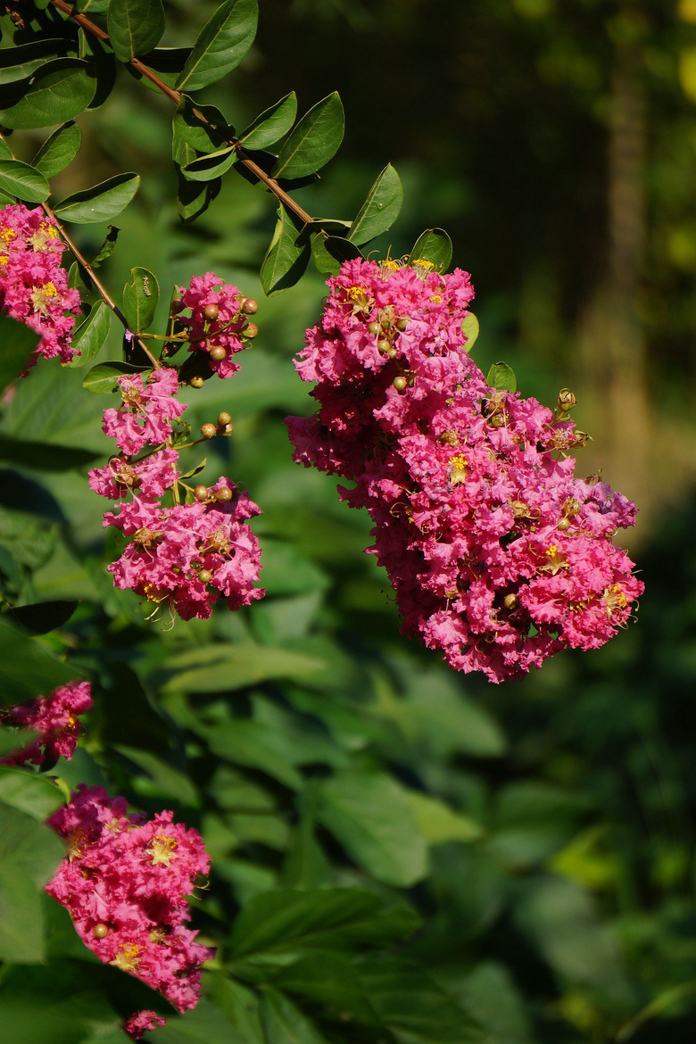再拍紫薇花-风景照-19摄区-杭州19楼