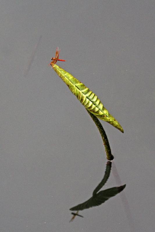 飞版红蜓立荷尖分享