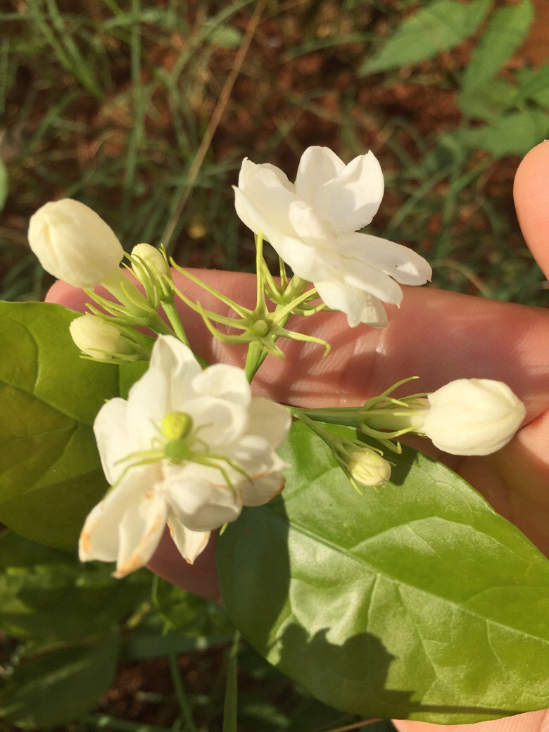 茉莉花開