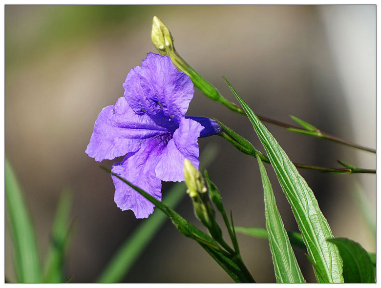 藍花草