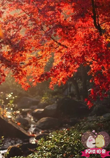 少年不识愁滋味,爱上层楼。爱上层楼。为