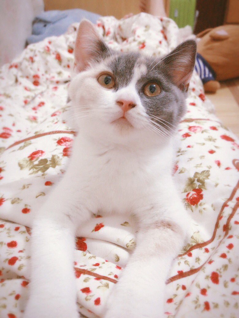 因工作原因转三花渐层