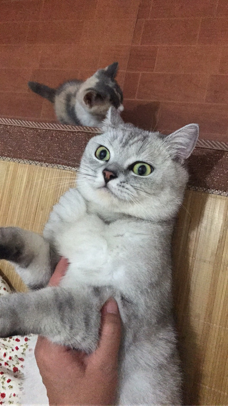 因工作原因转三花渐层