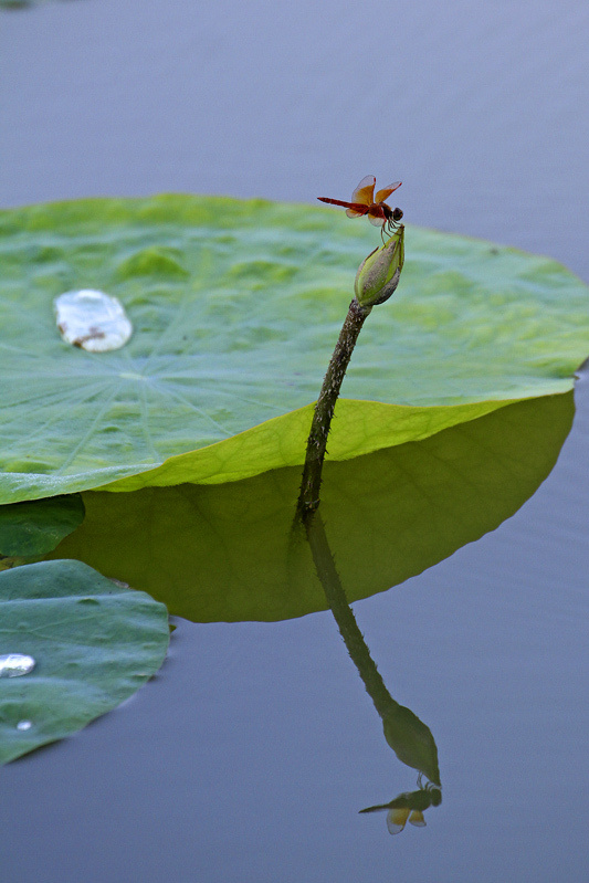 蜓立荷尖图分享