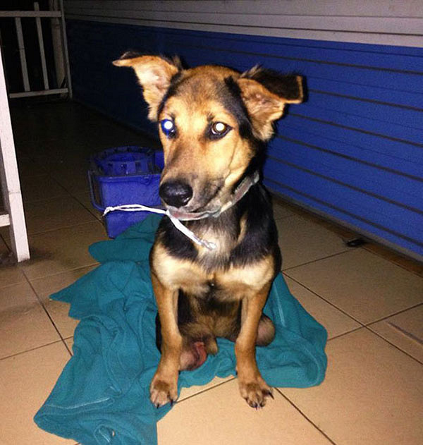 【你怎么看】上海这位爸爸乱棍打死刚出生的可爱狗崽,网友炸锅分