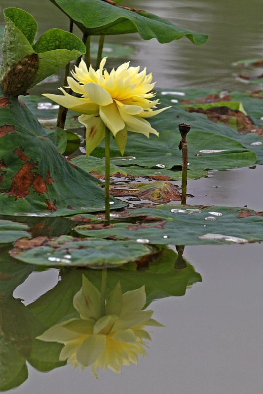 生生不息的植物园黄莲花分享