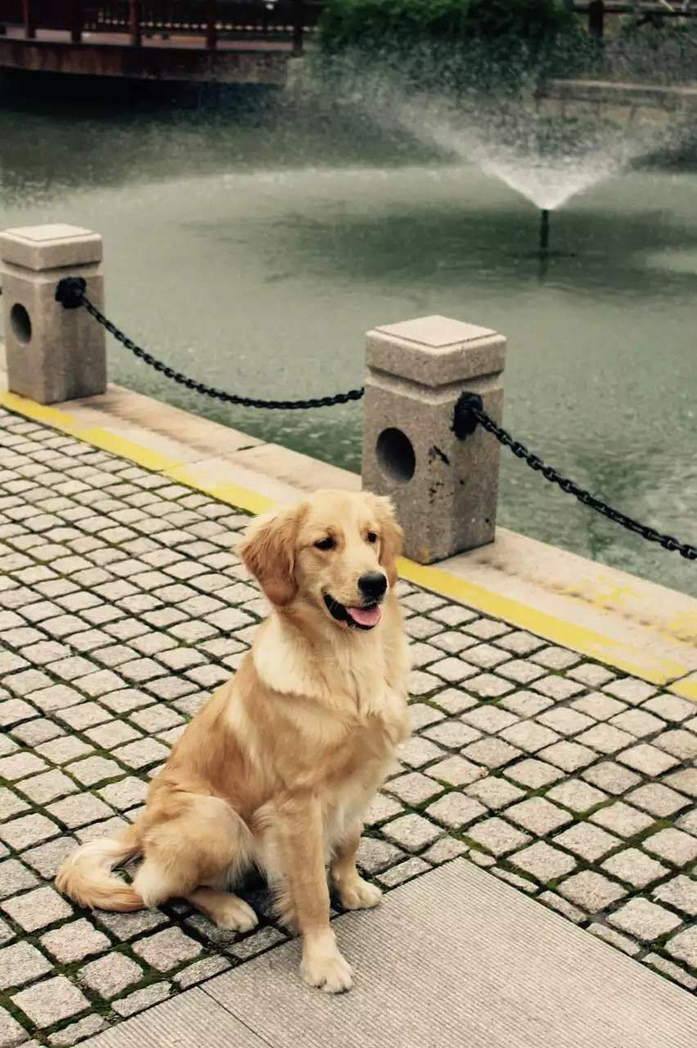 三只小金毛找主人-宠物送养区-杭州19楼