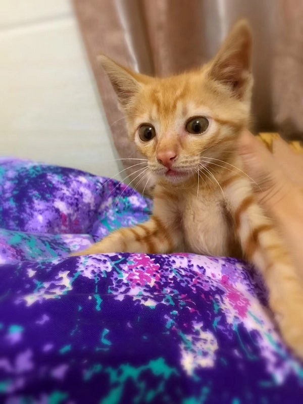 活泼粘人小橘猫找主人_宠物的领养__杭州19楼