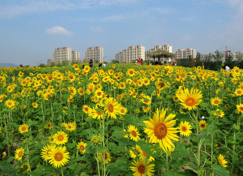 临平艺尚小镇向日葵花海