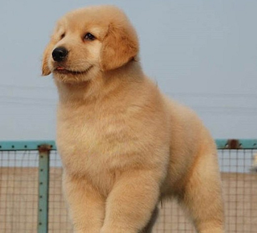 极品宽嘴大骨架金毛