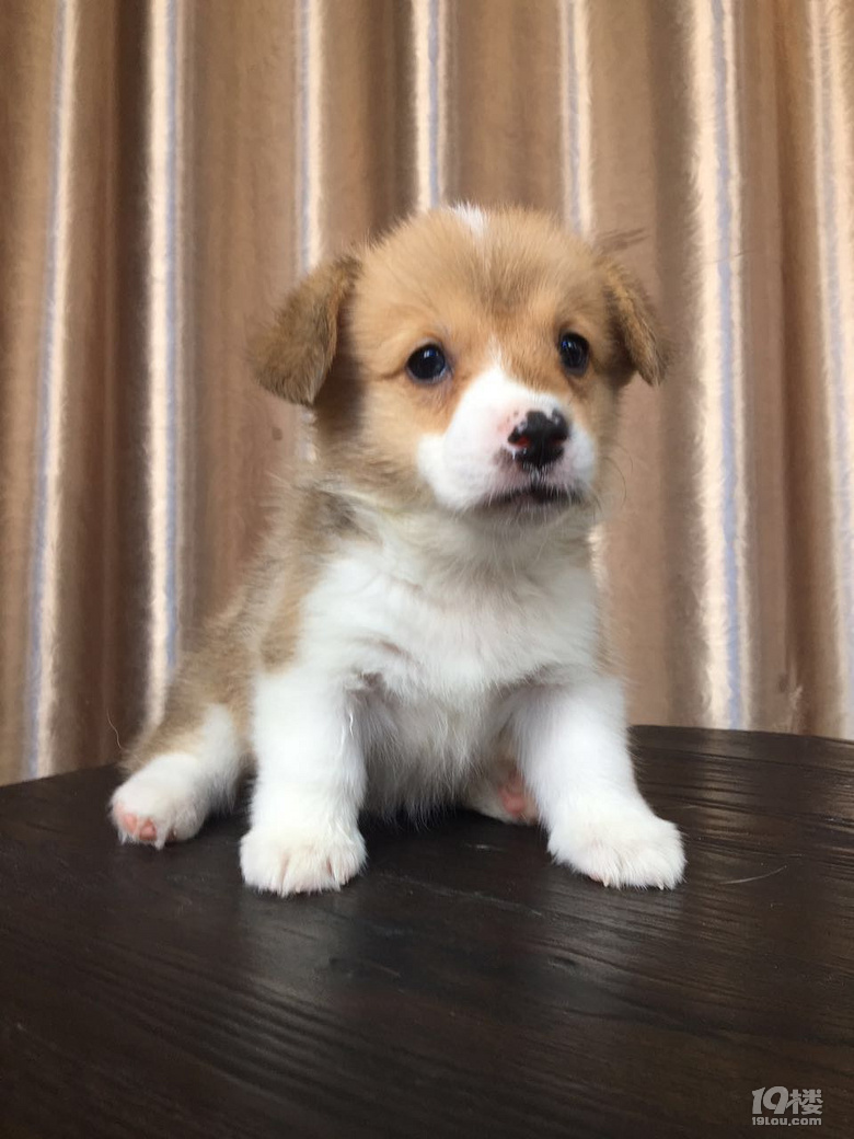 家有威尔士柯基小宝宝,刚满40天,求好主人领走