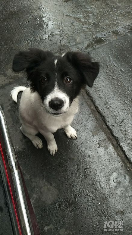 求好心人收养聪明的中华田园犬一只。可乐8