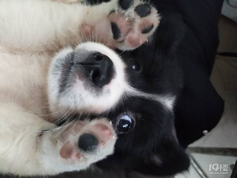 求好心人收养聪明的中华田园犬一只。可乐8