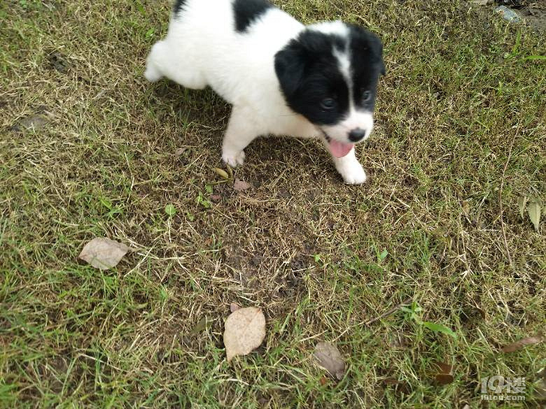 求好心人收养聪明的中华田园犬一只。可乐8