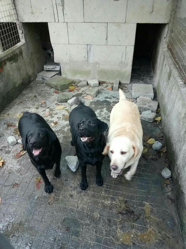 家有边境牧羊犬两母送养,纯种犬拉布拉多转让多条