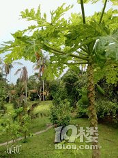 曼谷+芭提雅5天6晚