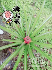 曼谷+芭提雅5天6晚