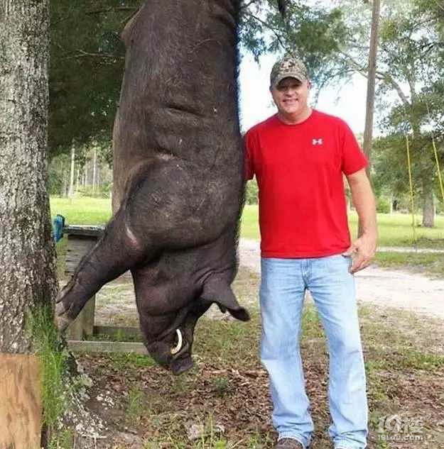 七百多斤大野猪闯进男子家，被三枪打倒猪头-早知道-杭州19楼