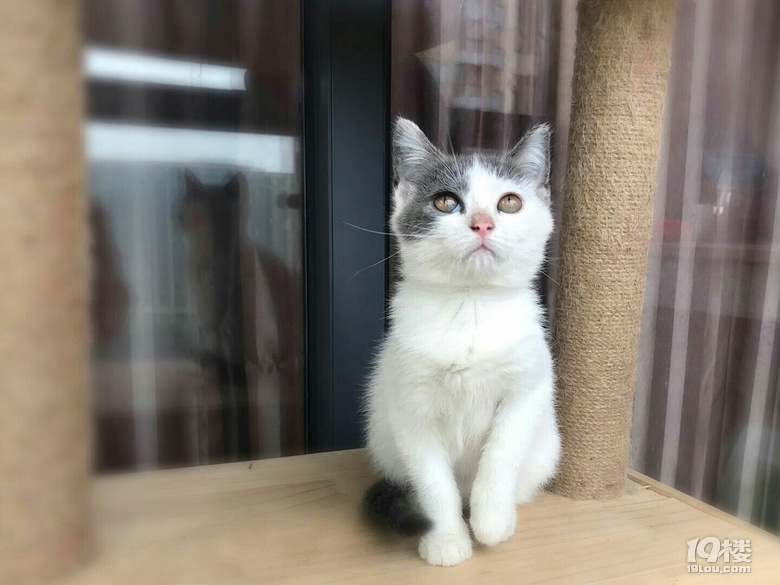 英短正八蓝白三花猫