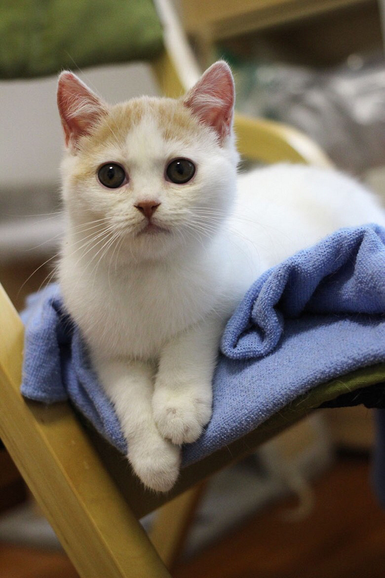 小偿转让一只净梵乳白弟弟