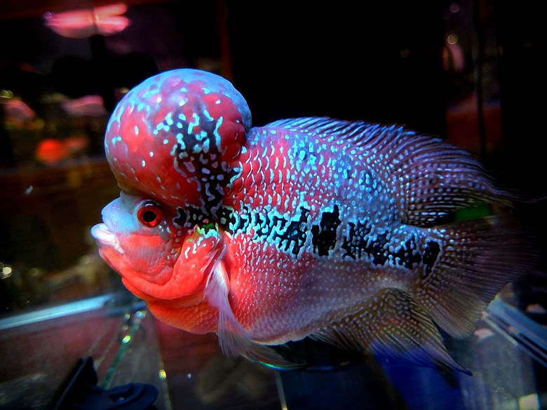 杭州19楼 摄影天堂 19摄区 生态 卡片机拍罗汉鱼