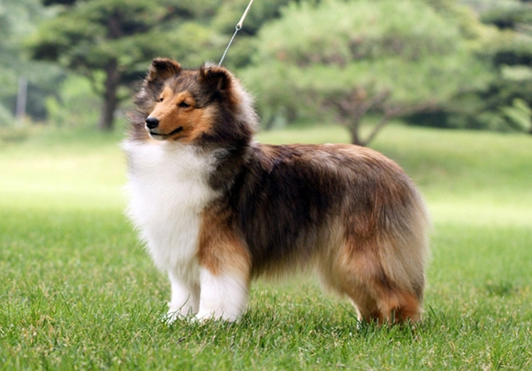 犬舍退役纯种喜乐蒂牧羊犬