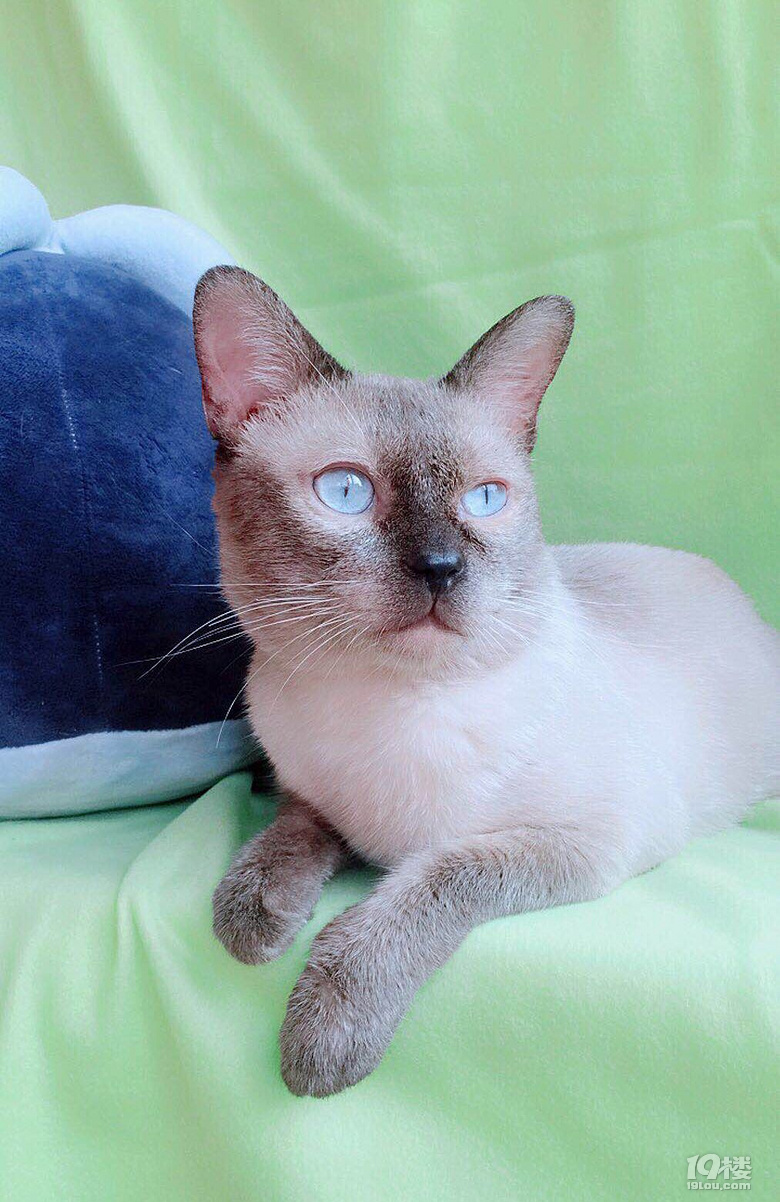 挖煤工 重点海豹色暹罗 一对萌萌暹罗