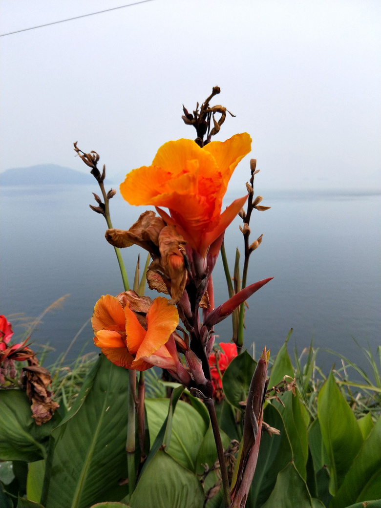 白色野山花和美人蕉
