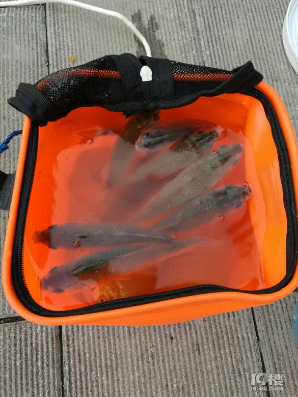 有没有玩桥筏的兄弟，大家一起交流经验分享钓点!-钓鱼俱乐部-杭州19楼