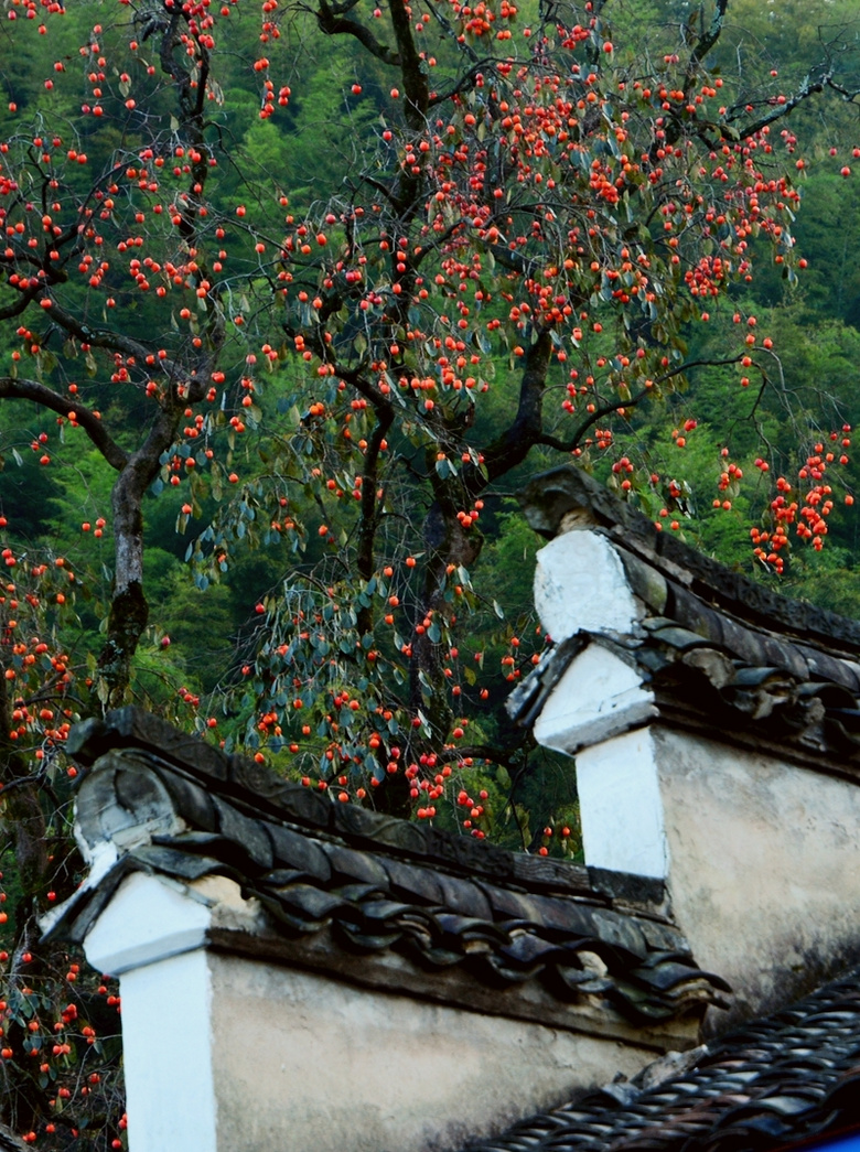 柿子红了-风景照-19摄区-杭州19楼