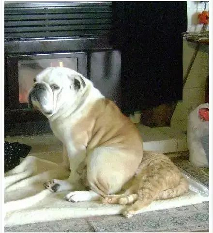 喂!妖妖零吗?我家的猫和狗好像谈恋爱了,平时