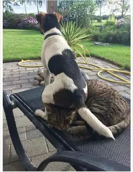 喂!妖妖零吗?我家的猫和狗好像谈恋爱了,平时