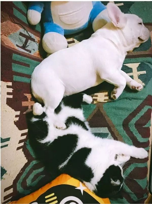 喂!妖妖零吗?我家的猫和狗好像谈恋爱了,平时