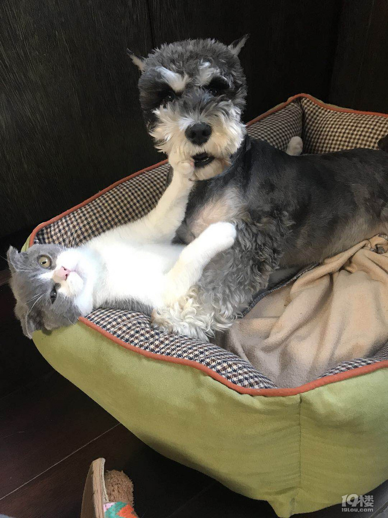 喂!妖妖零吗?我家的猫和狗好像谈恋爱了,平时