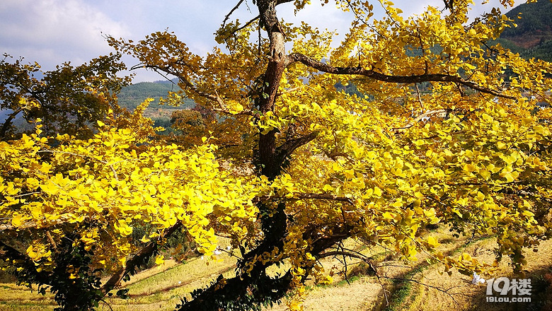 【杭州秋景地圖】秋天杭州景色哪里適合旅游?